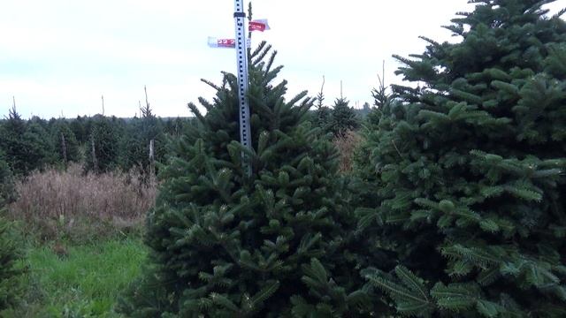 Пихта Фразера (срезанная новогодняя пихта) 22268 смотреть онлайн