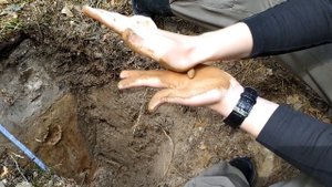 Почвенная катена (Вырица)