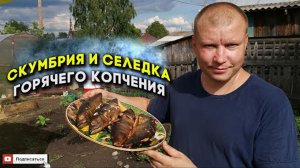 Скумбрия и селедка горячего копчения