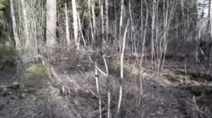 ОЧЕРЕДНОЙ ПОХОД В ЛЕС , БЕРЕЗОВКА , ГРИБЫ.