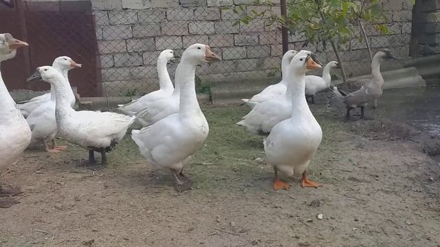 Линдовские гуси !!! смотреть онлайн