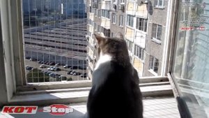 ? Защитная сетка решетка антикошка на двухстворчатое деревянное кухонное окно КОТ Stop