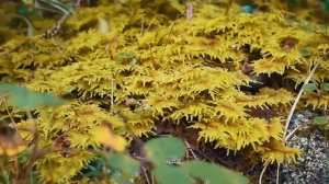 Отдых на Аршане круглый год arshan.net.ru #Иркутск