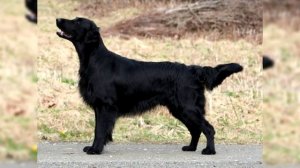 Прямошёрстный ретривер. Плюсы и минусы, Цена, Как выбрать, Факты, Уход, История