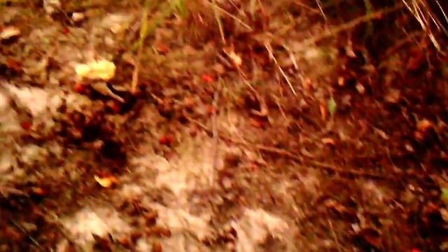 Грибы Зонтики шикарные в лесу. Как приготовить. смотреть онлайн