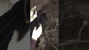 Проводка двигателя, моторного отсека ваз 2114, торпеды, мозгов, вся коса.