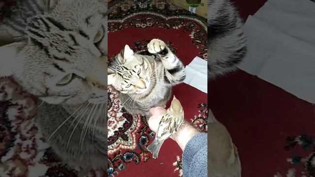 Воробей клюёт кота, а кот дает ему лапой под зад смотреть онлайн