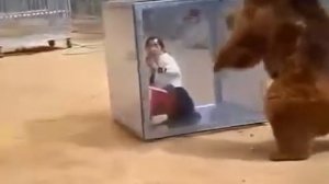 Медведь гризли нападает на девушку в стеклянном кубе