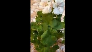 Лучшие сортовые пеларгонии. Само совершенство! Зональная карликовая пеларгония Twodees. Рекомендую!