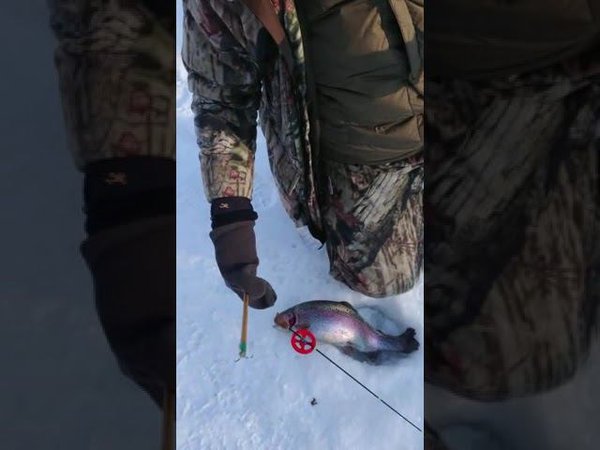 Голицыно Fish