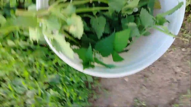 Какую траву можно давать курам Кученкам 🐔 смотреть онлайн