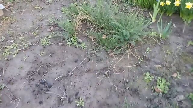 Время пересаживать многолетники из детского сада на постоянное место. смотреть онлайн