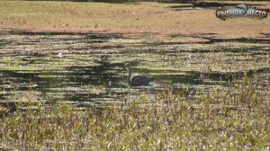 Как поймать карася в августе? Где искать карася летом?