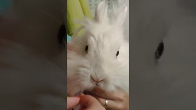 Кролик и попкорн/Попкорн/Еда смотреть онлайн