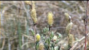 Vrba plazivá Salix repens.mpg