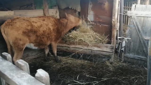 Праздник к нам приходит ::: хозяйство в декабре:: #ферма #крс #коровы Деревня на позитиве смотреть онлайн