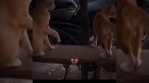 ПОДБОРКА ВИДЕО ИЗ ТИК ТОКА ПО ТРЕНДУ МИСТЕР БОМБАСТИК #1