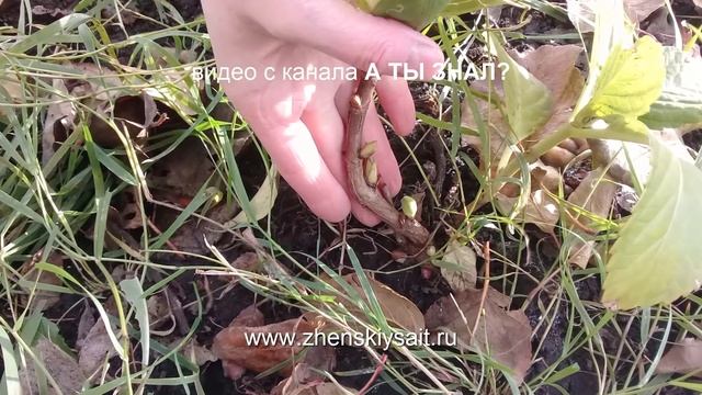 Укрываем ГОРТЕНЗИЮ на зиму： ПРОСТО и НАДЕЖНОУкрываем ГОРТЕНЗИЮ на зиму: ПРОСТО и НАДЕЖНО смотреть онлайн