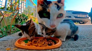 Спасение кошки и ее котят с улицы!