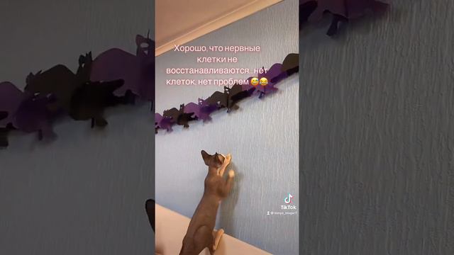 А ваши котики тоже лазят по стенах?!😂😂😂 #котики #котикивидео #котик #сфинкс #сфинксы #котосемья