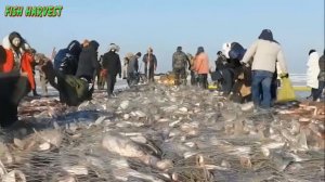 Wow!! Net Fishing under Ice in the Lake - Catch Hundreds Tons of Fish on winter