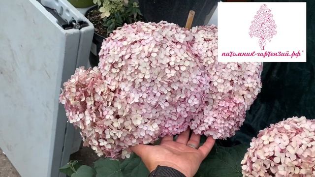 Гортензии Фрейз Мельба, Скайфолл, Свит Анабель, Руби Анабель, Сандей Фрейз, Пастель Грин, Полар Бир смотреть онлайн