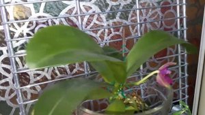 Ароматная орхидея/Orchid Phalaenopsis violacea Indigo Blue x Indigo Red Fragrance 2018