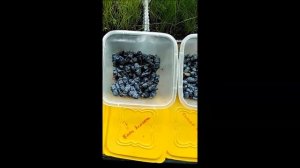 дегустация жимолости