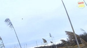 (18 ) УТКИ ТАКОГО НЕ ОЖИДАЛИ. (охота на утку #13) ОСЕНЬ 2017.mp4