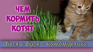 Чем кормить котят_ Питание котят. Как кормить котенка правильно_.mp4