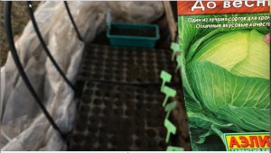 Посадка капусты из семян на рассаду в 2023 году