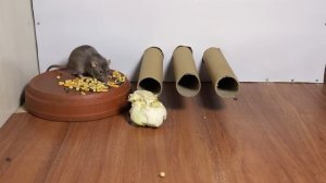 Cat Tv 🐭Rat Video for Cats to Watch🐭Cat Games🐭