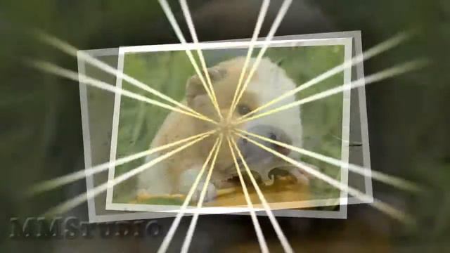 ***Детки- конфетки. Забавные малыши разных животных.*** смотреть онлайн