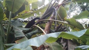 Un coati va se chercher des bananes (Corcovado, Costa Rica)