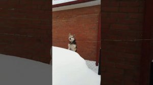 Красивые сабака