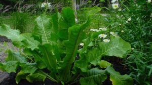 УДИВИТЕЛЬНЫЕ ЛЕЧЕБНЫЕ СВОЙСТВА ЛИСТЬЕВ ХРЕНА  // ЭТО НАДО ЗНАТЬ!