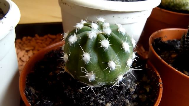 Einzug neuer Kakteen смотреть онлайн