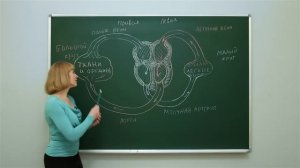 Биология. Сердечно-сосудистая система человека. Сосуды. Центр онлайн-обучения «Фоксфорд»