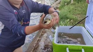 Зарыбление водоема, рыбалка в Крыму