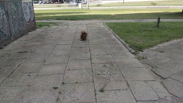 20190721 Цезарь гуляет смотреть онлайн