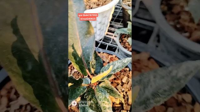 โชคเก้าชั้นลูกผสมด่างชมพู นุช0644787995 id:nut240825 смотреть онлайн