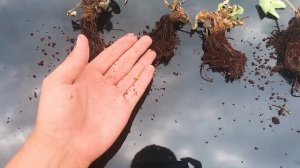 "Сады Мира". Отзыв об  интернет-магазине рассады Сады мира (sady-mira.com)