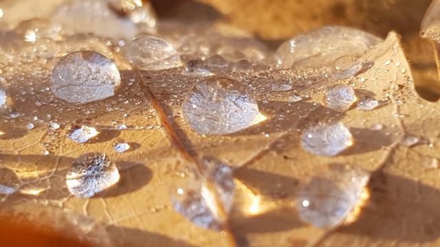 Beschwingte Orgelmusik смотреть онлайн