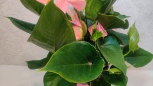 Цветы Вместе - Антуриум Пинк Эксплоужен Anthurium  Pink Explosion 17/55