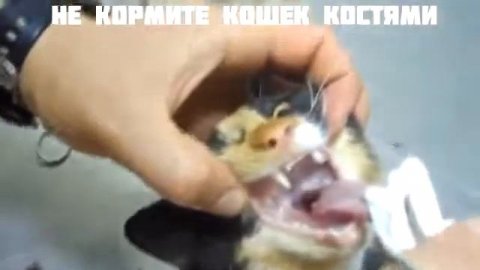 Куки умирает