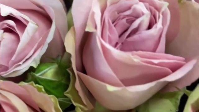 Букет роз с доставкой в Краснодаре? цветочный one flowers