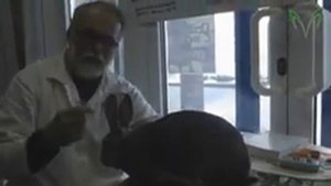 Экспертиза кролика породы Рекс, окрас шиншилла (второе видео)