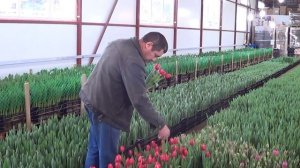 Выгонка тюльпанов из " негодных " луковиц.