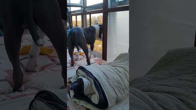 Амстафф 8 месяцев | сидим на карантине с ковидом | Amstaff 8 months | staffy смотреть онлайн