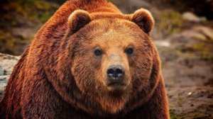 Бурые МЕДВЕДИ  Интересные факты